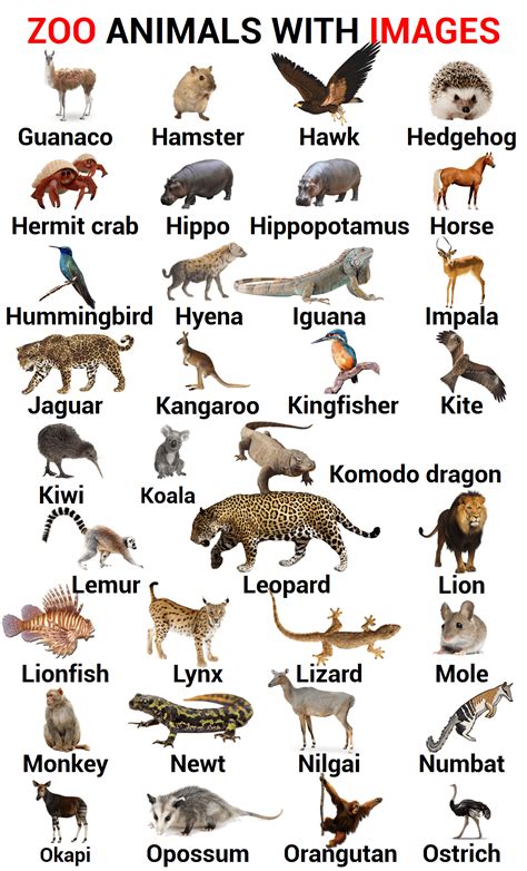 13 Animals With Long Names (With Pictures) .